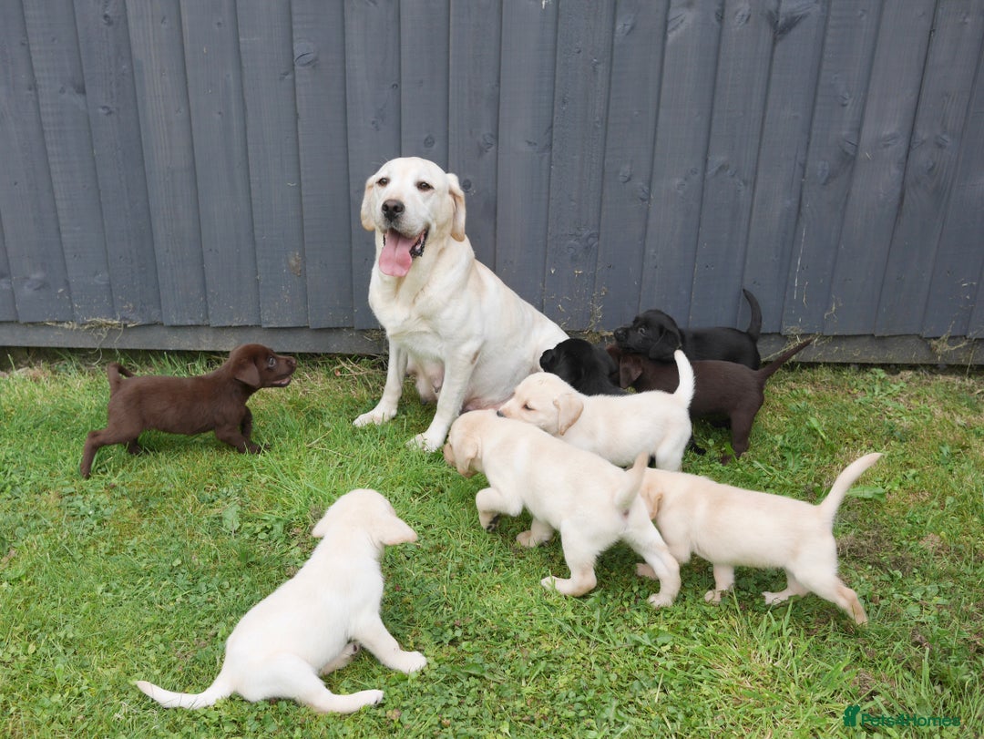 Labrador Retriever dogs for sale: Quality Health Tested Labrador Puppies - Image 14