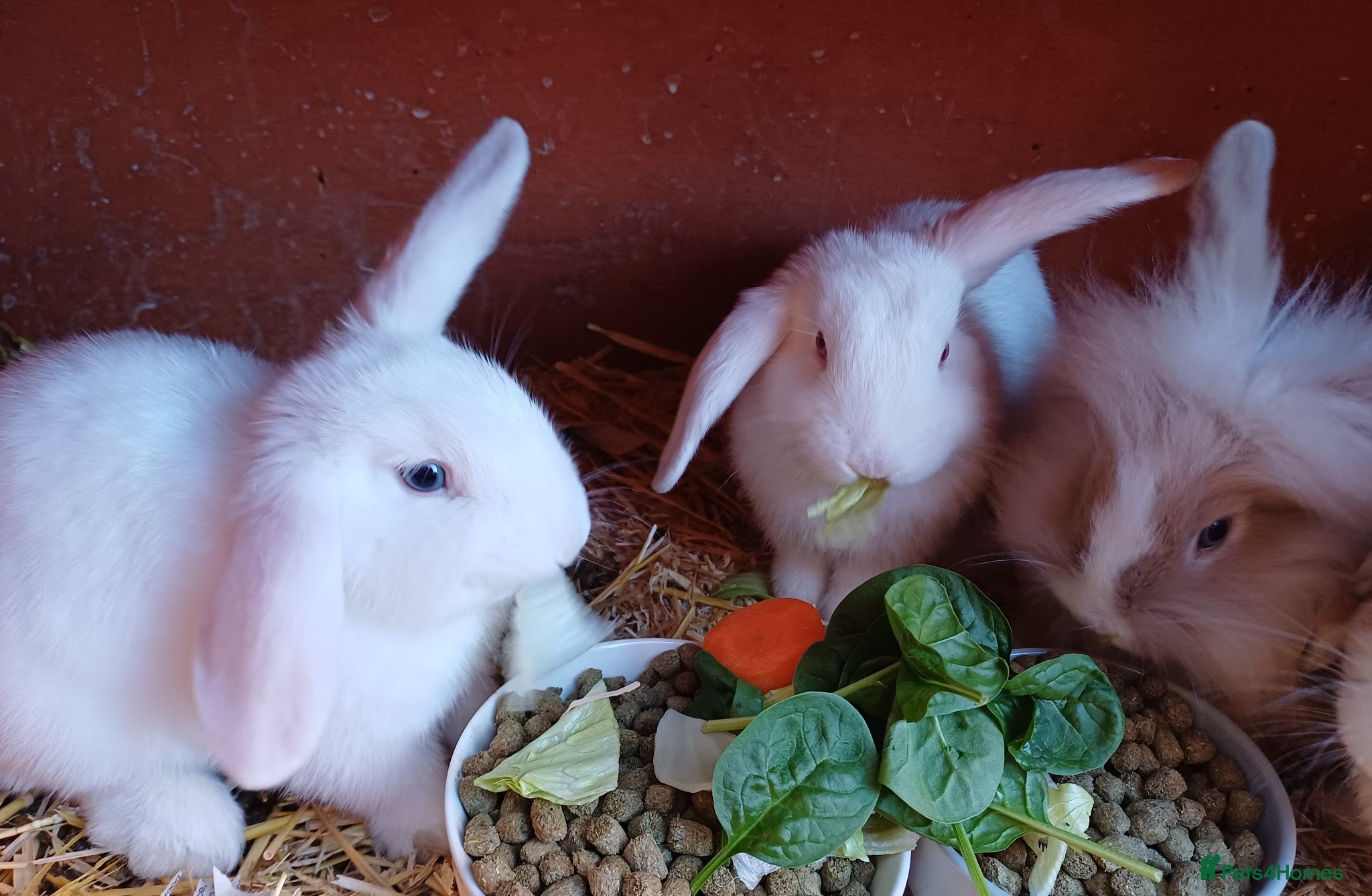 Mixed Breed rabbits Rabbits, Lion head x Lop eared Baby Bunnies.  - Advert 9