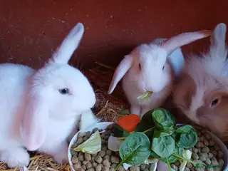 Mixed Breed rabbits Rabbits, Lion head x Lop eared Baby Bunnies. - Advert 8