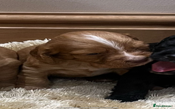 Cocker Spaniel dogs for sale: Pure bred, Cocker spaniels - Image 20