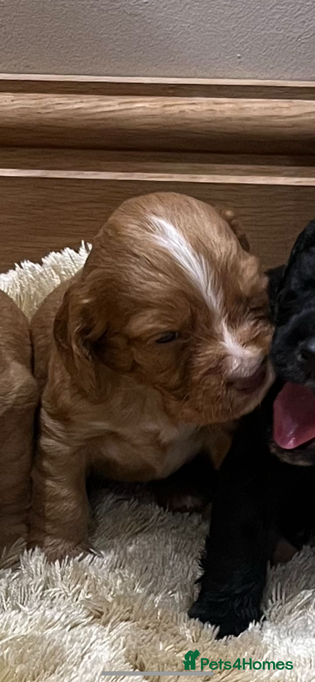 Cocker Spaniel dogs for sale: Pure bred, Cocker spaniels - Image 20