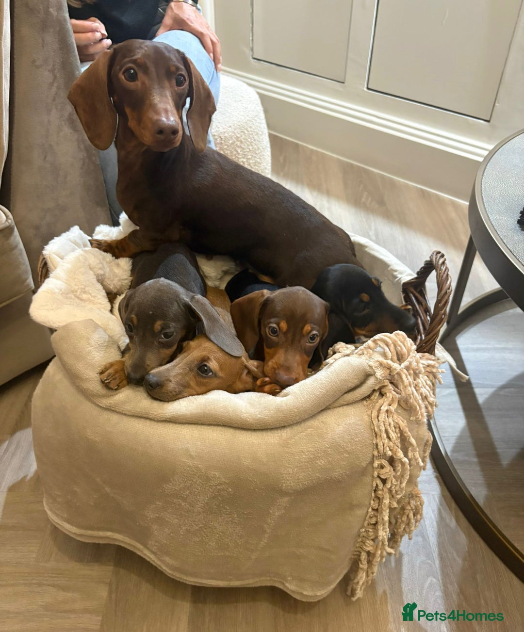 Miniature Dachshund dogs for sale: Little miniature dachshund  - Advert 3