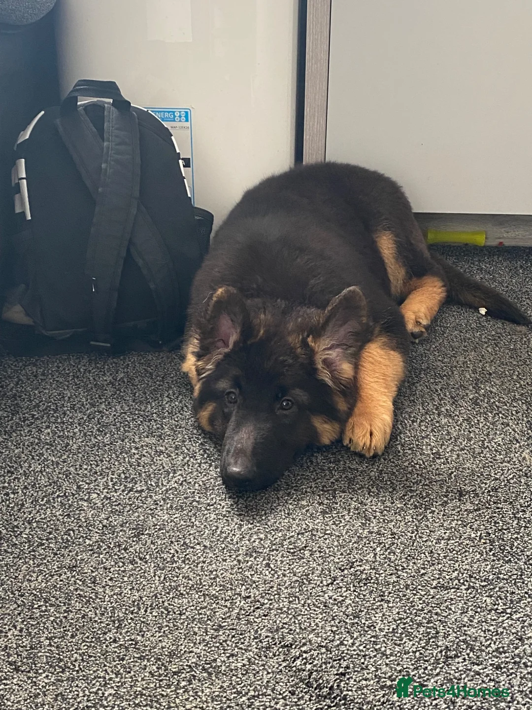 German Shepherd dogs for sale: German shepherd bitch pup - Advert 1