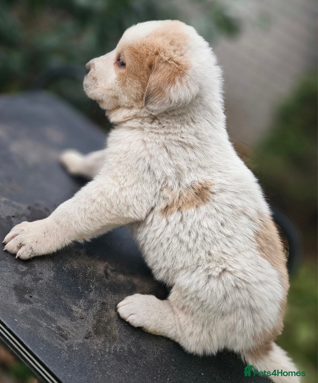 Central Asian Shepherd dogs for sale: Beautiful central Asian shepherd puppies - Advert 25