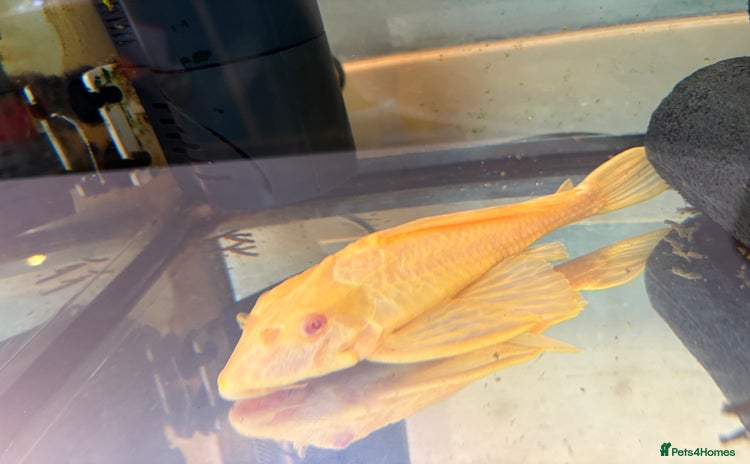 Plecos fish - Advert 2