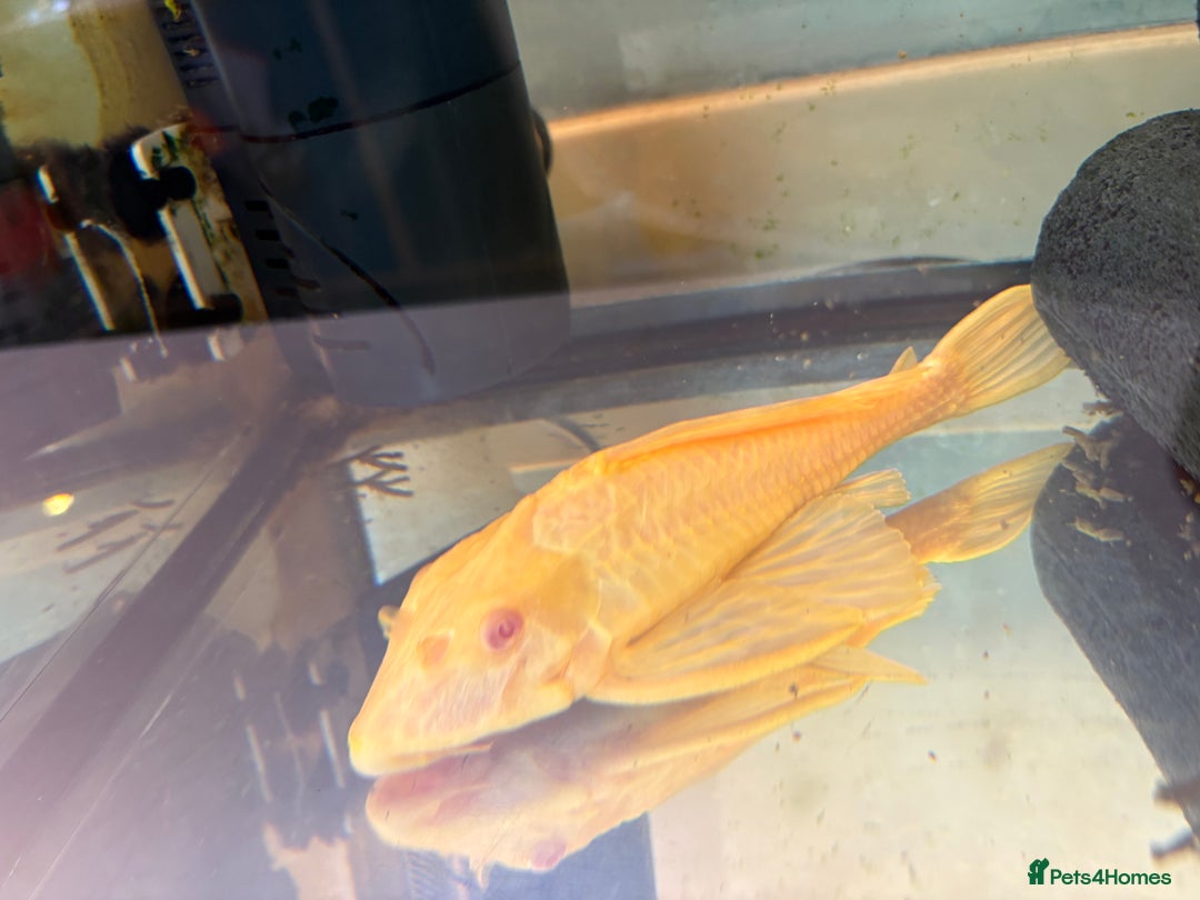 Plecos fish for sale: Large Albino Pleco - Image 1