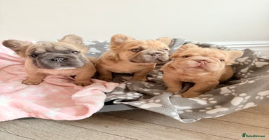 French Bulldog dogs - Advert 6