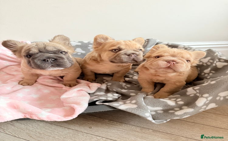 French Bulldog dogs - Advert 4