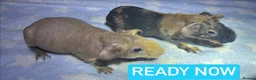 Guinea Pig rodents for sale: Skinny Pig Boars  - Advert 4