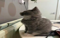 British Shorthair cats for sale: British shorthair kittens  - Image 5