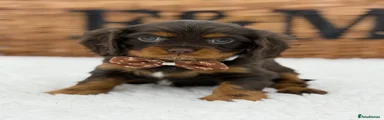 Cavalier King Charles Spaniel 2