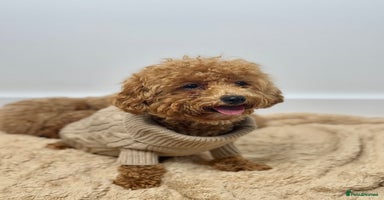 Poochon dogs - Advert 15