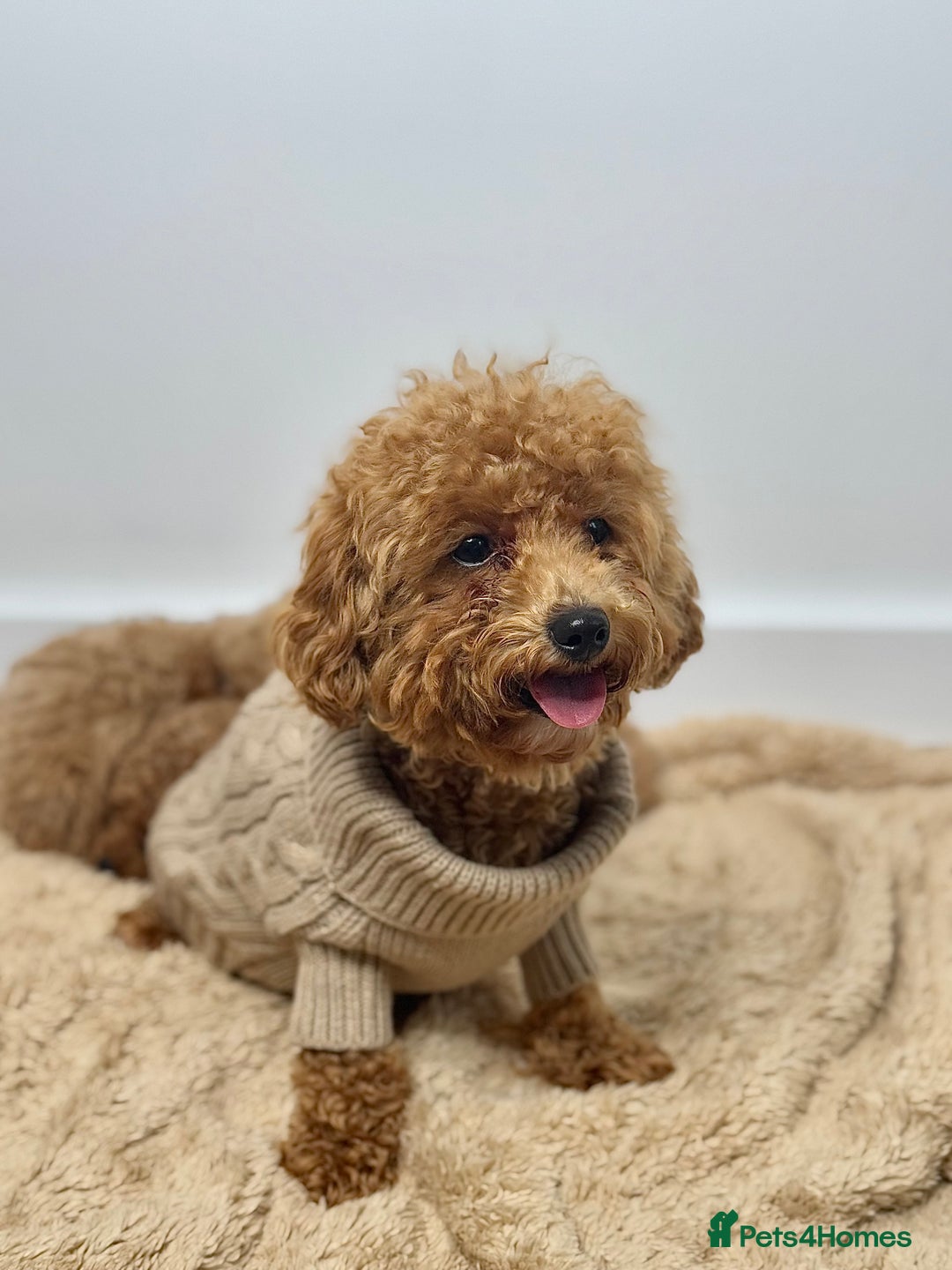 Poochon dogs for sale: Mini poochon  - Image 2