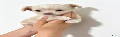 Chihuahua 1