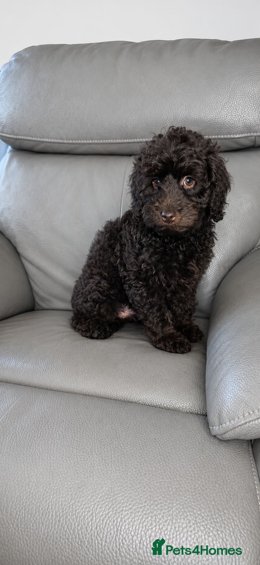 Cockapoo dogs Cockapoo F1b  chocolate  - Advert 1