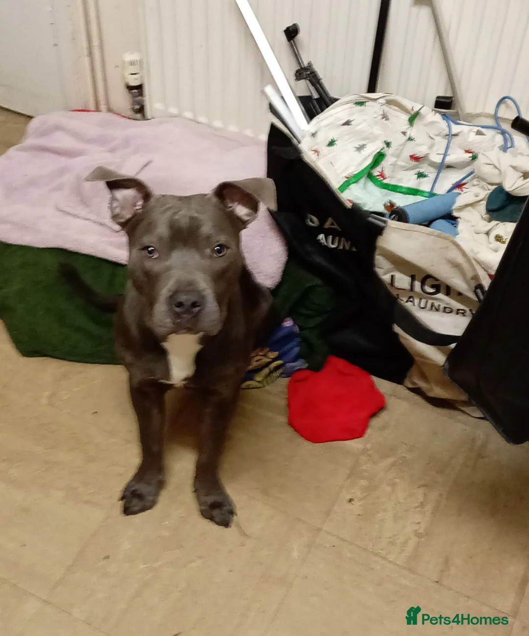 American Bully dogs for sale: Blue nose pocket bully in Alfreton - Advert 1
