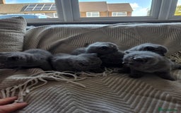 British Shorthair cats for sale: BRITISH SHORTHAIR KITTENS  - Image 19