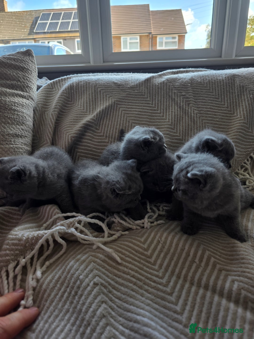 British Shorthair cats for sale: BRITISH SHORTHAIR KITTENS  - Image 19