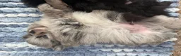 Pomeranian dogs for sale: 🧸 TOP QUALITY POM PUPPIES 🧸 - Advert 13