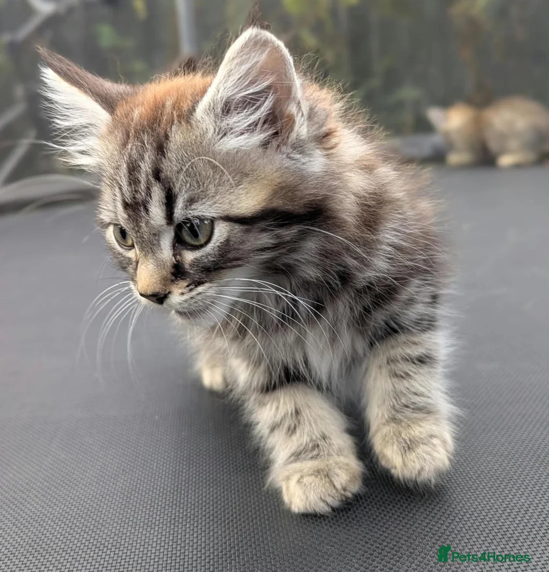 European cats for sale: Playful kittens  - Advert 1