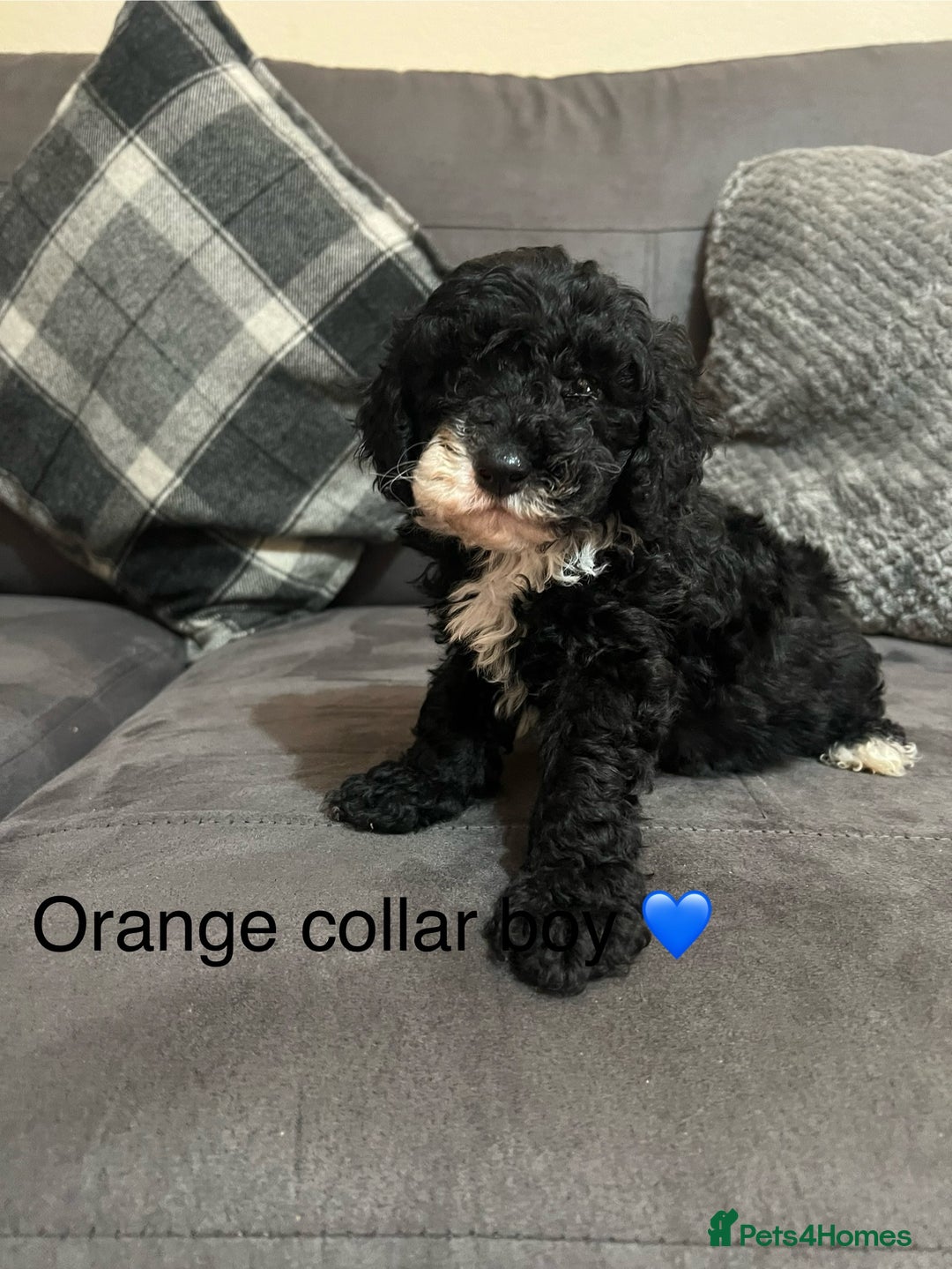 Miniature Poodle dogs for sale: 3 miniature poodles remaining  - Image 12