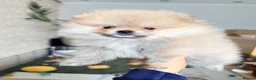 Pomeranian dogs for sale: Lovely Real Pomeranian Teddy Bear Puppies  - Advert 16