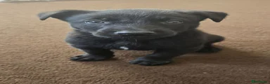 Puppy 5