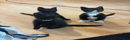 British Longhair cats for sale: Cuddles required  in Dursley - Advert 19