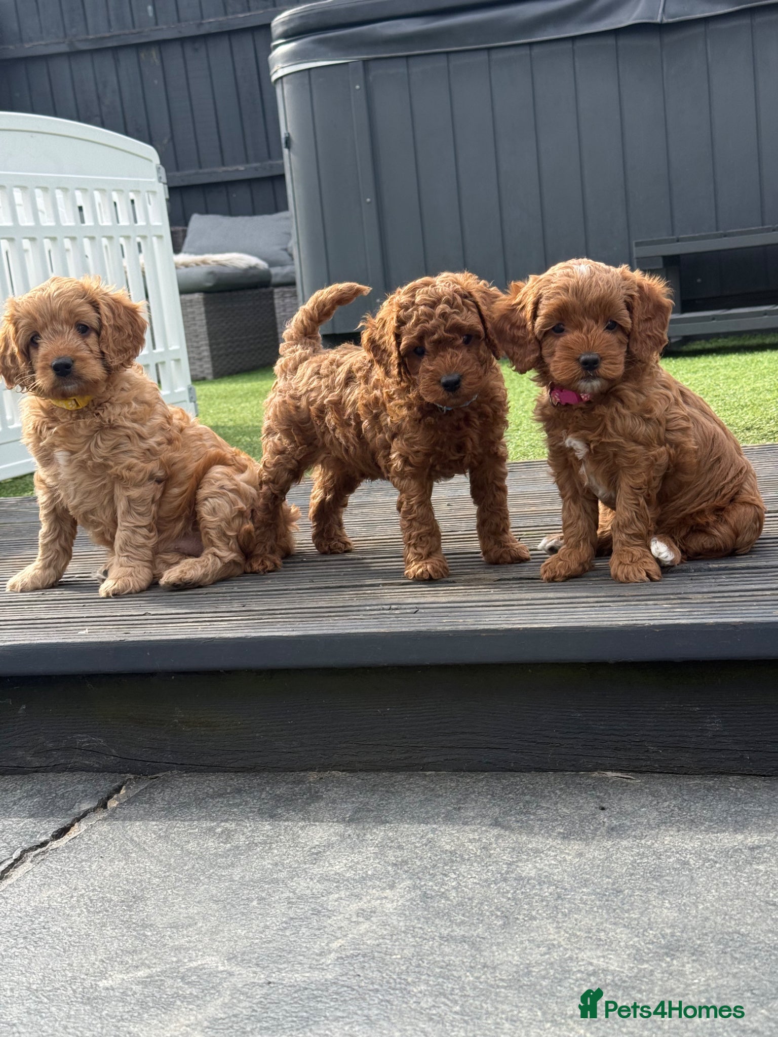 Cavapoo dogs Beautiful F1b Toy Cavapoos parents health checked  - Advert 16