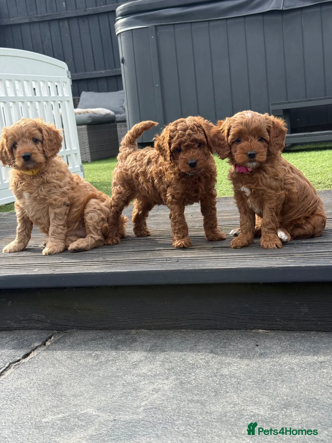 Cavapoo dogs for sale: Beautiful F1b Toy Cavapoos parents health checked  - Advert 1