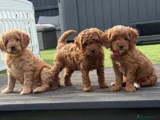 Cavapoo dogs Beautiful F1b Toy Cavapoos parents health checked - Advert 16