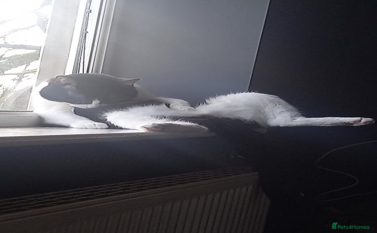 British Shorthair cats - Advert 13