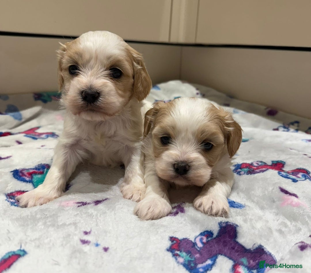 Cavalier King Charles Spaniel dogs for sale: Beautiful Cavalier Cross Maltese Puppies  - Advert 18