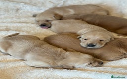 Goldador dogs for sale: Gorgoeus Goldador’s  - Image 2