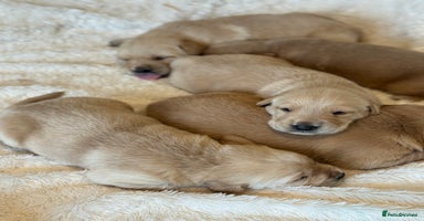 Goldador dogs - Advert 10