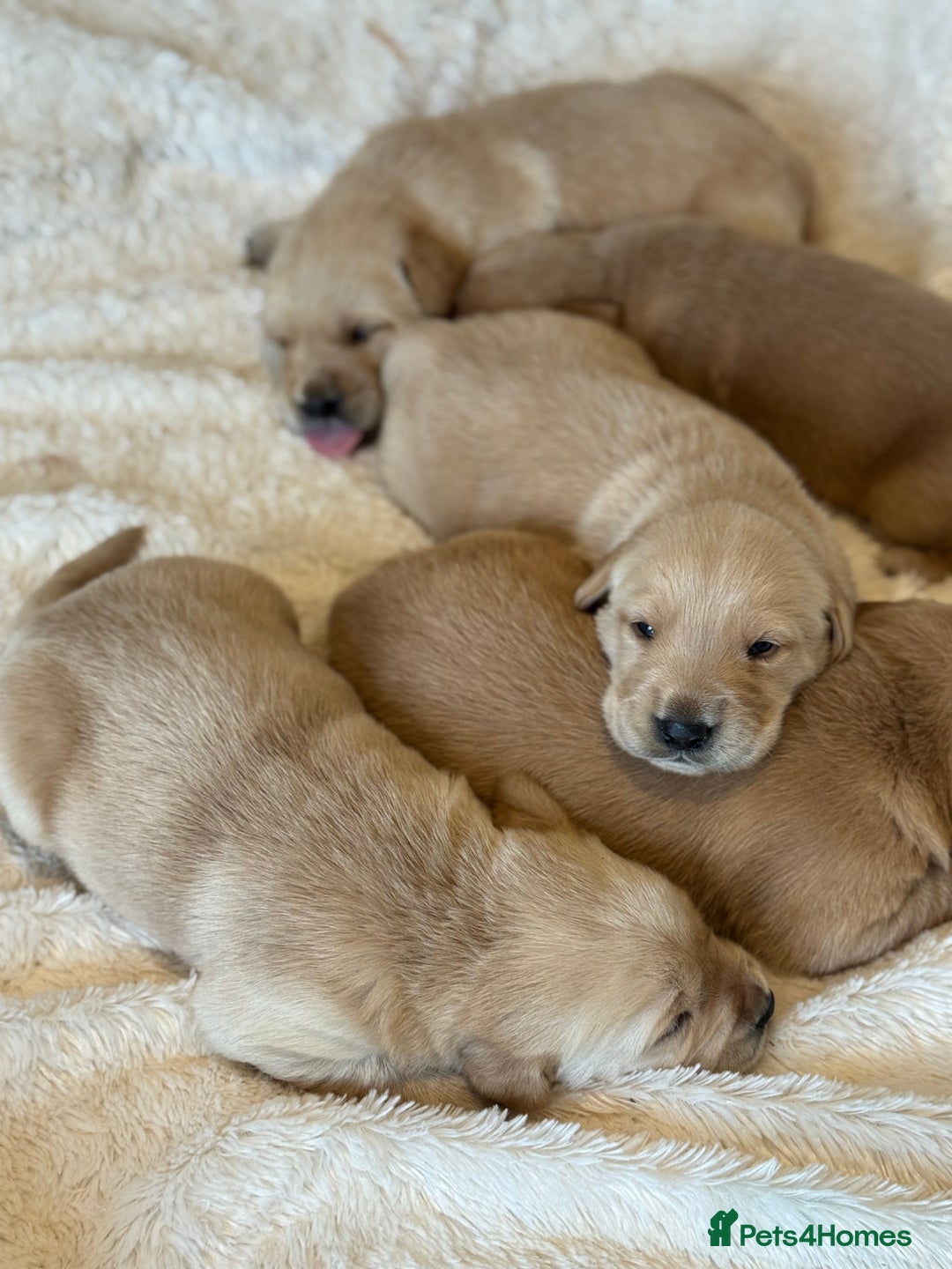 Goldador dogs for sale: Gorgoeus Goldador’s  - Image 2