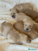 Goldador dogs - Advert 6