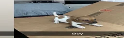 Jack Russell dogs for sale: 4x Jack Russell puppies  in Bilston - Advert 11