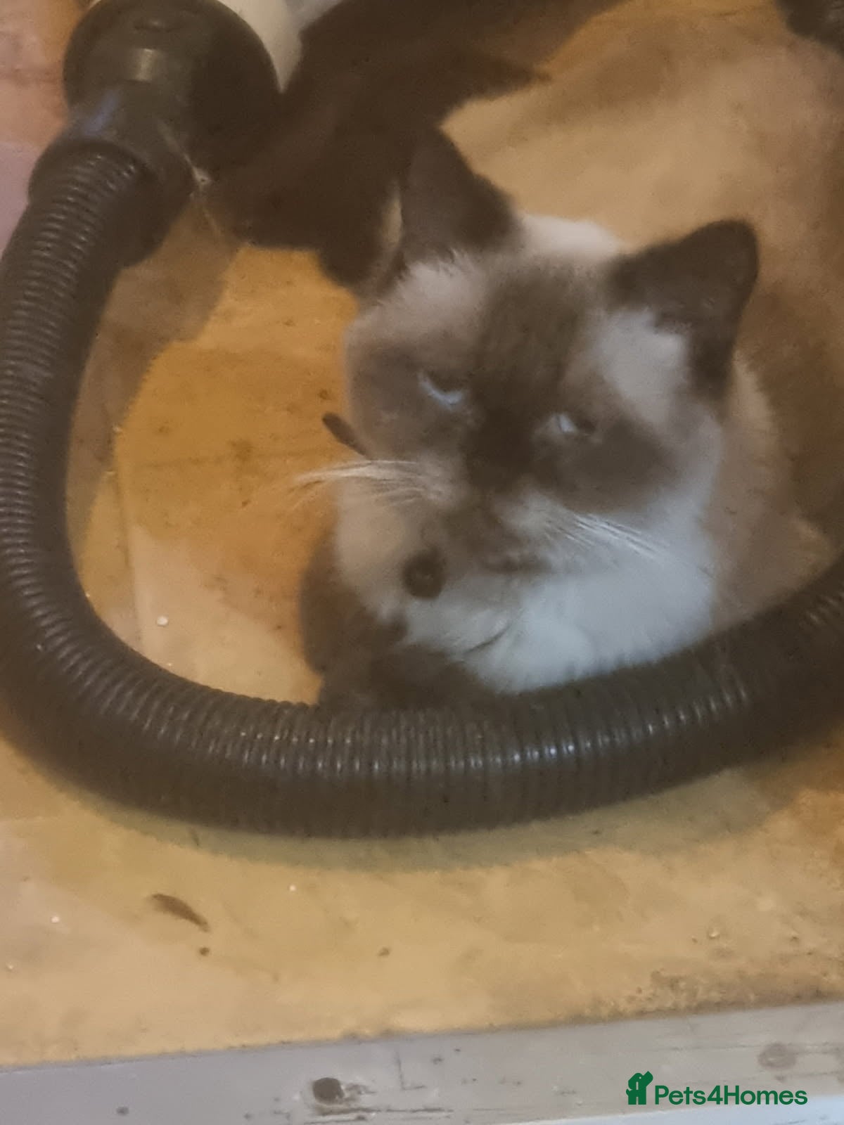 British Shorthair cats Lovely British shorthair  - Advert 9