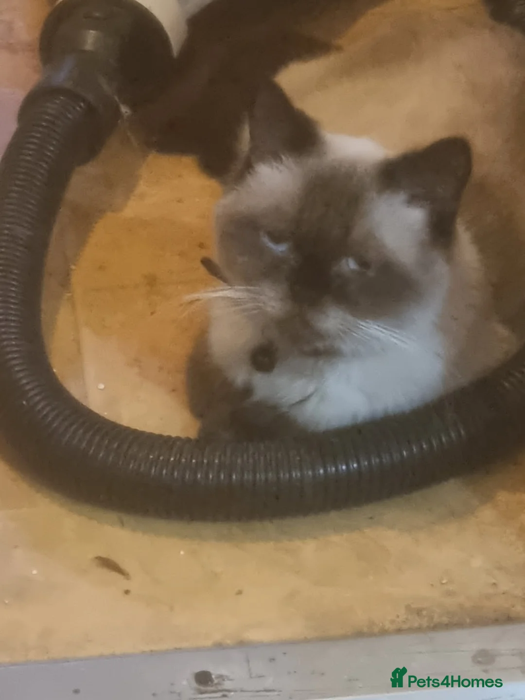 British Shorthair cats for sale: Lovely British shorthair  - Advert 1