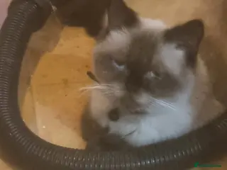 British Shorthair cats Lovely British shorthair - Advert 3