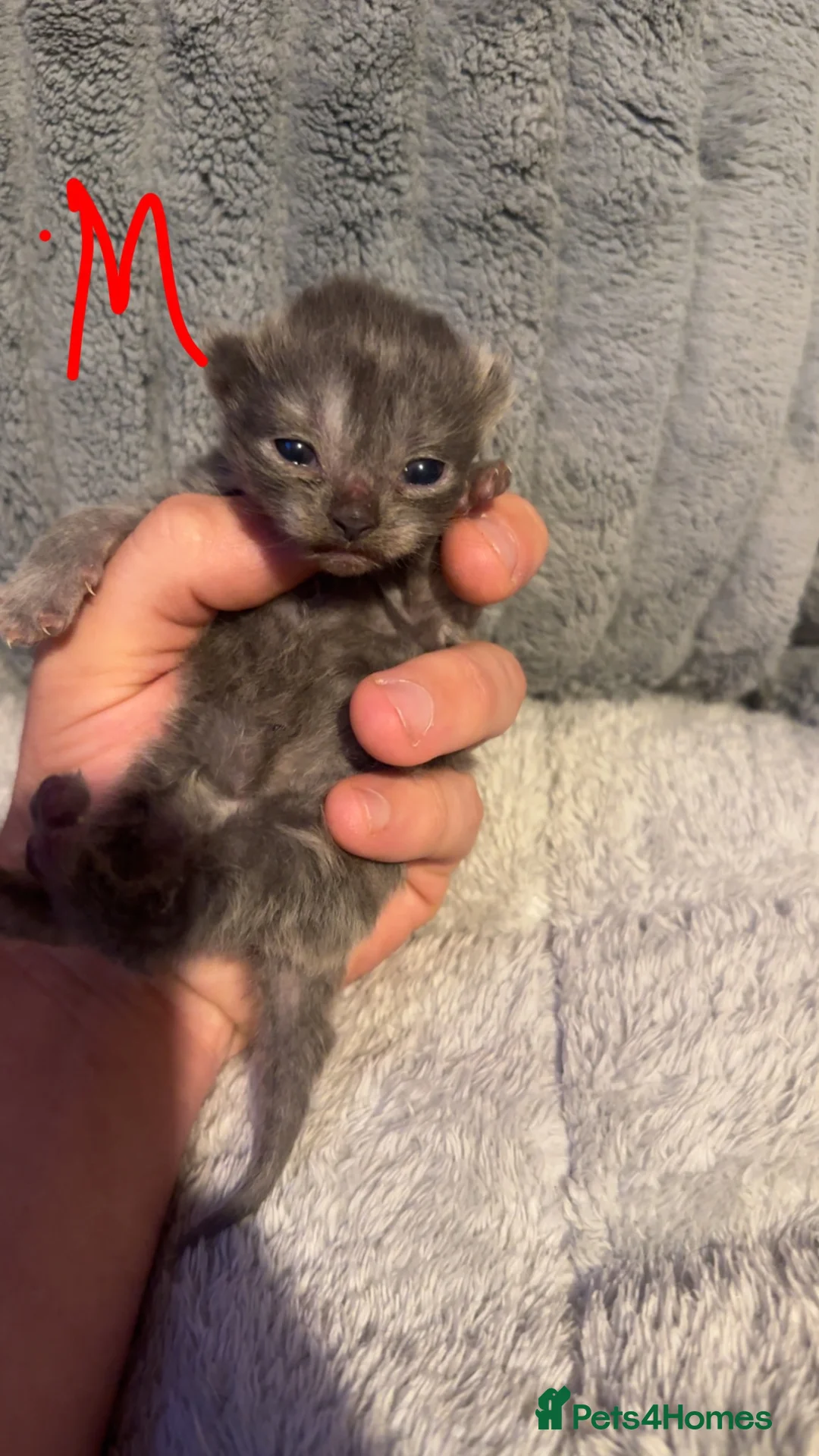 Mixed Breed cats for sale: Maincoon x Persian  - Advert 2