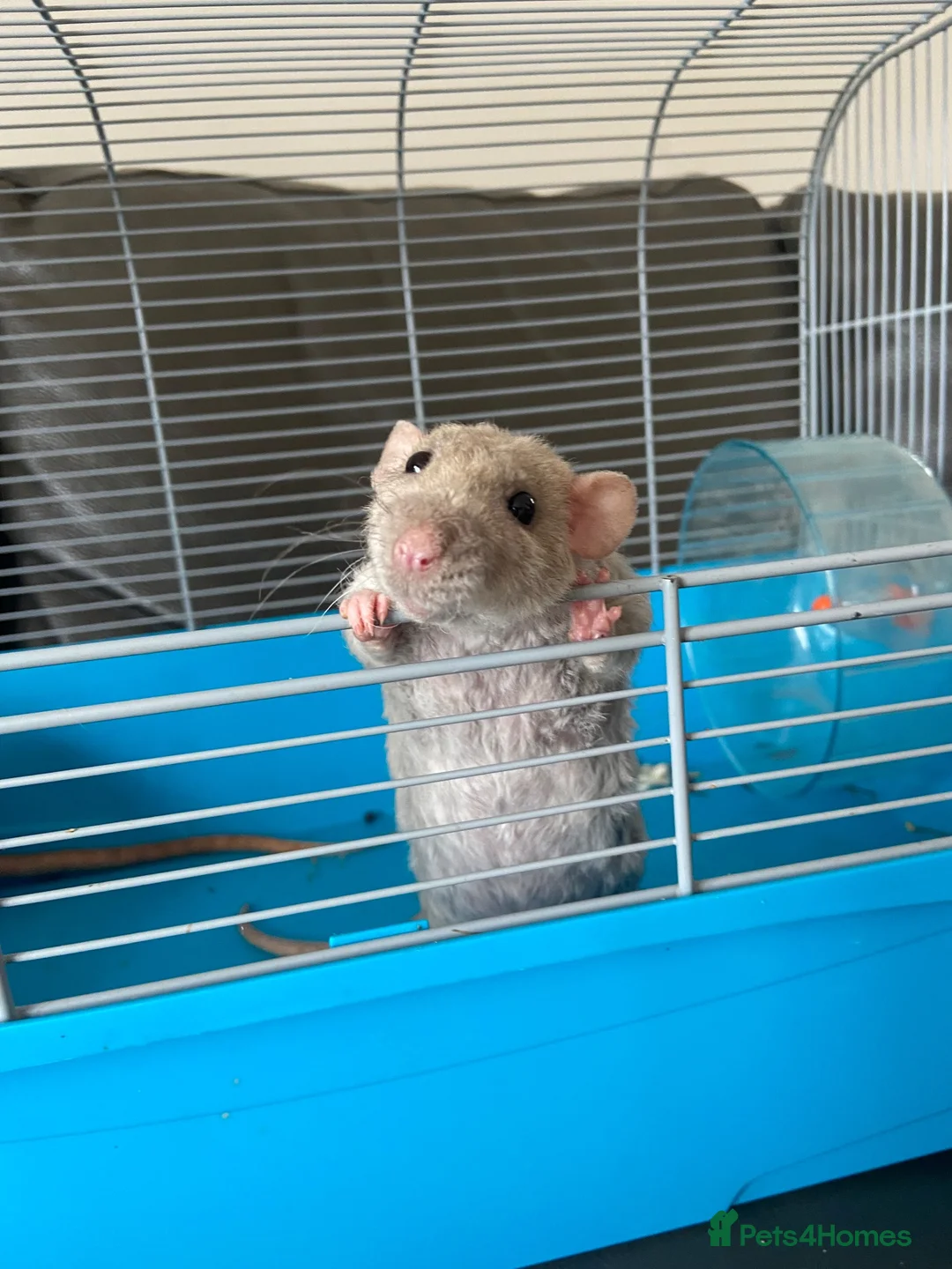 Rat rodents for sale: Baby Rats - Siamese x Russian Blue Double Rex in Woking - Advert 2