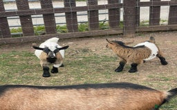 Goats livestock for sale: Adorable Baby Pygmy Goats for sale  - Image 10