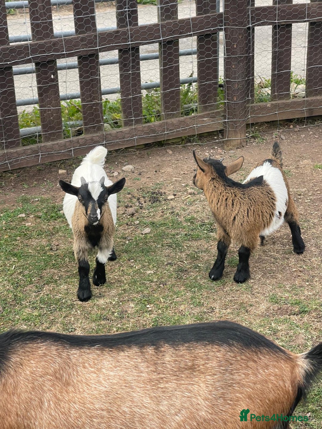 Goats livestock for sale: Adorable Baby Pygmy Goats for sale  - Image 10