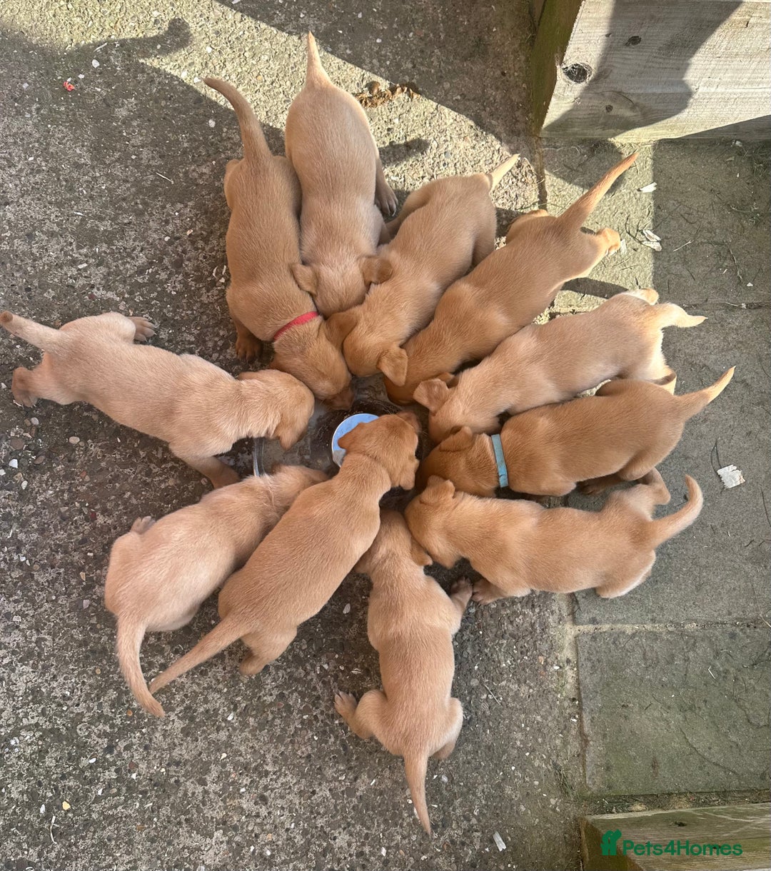 Labrador Retriever dogs for sale: KC Labrador puppies  in Morpeth - Image 14