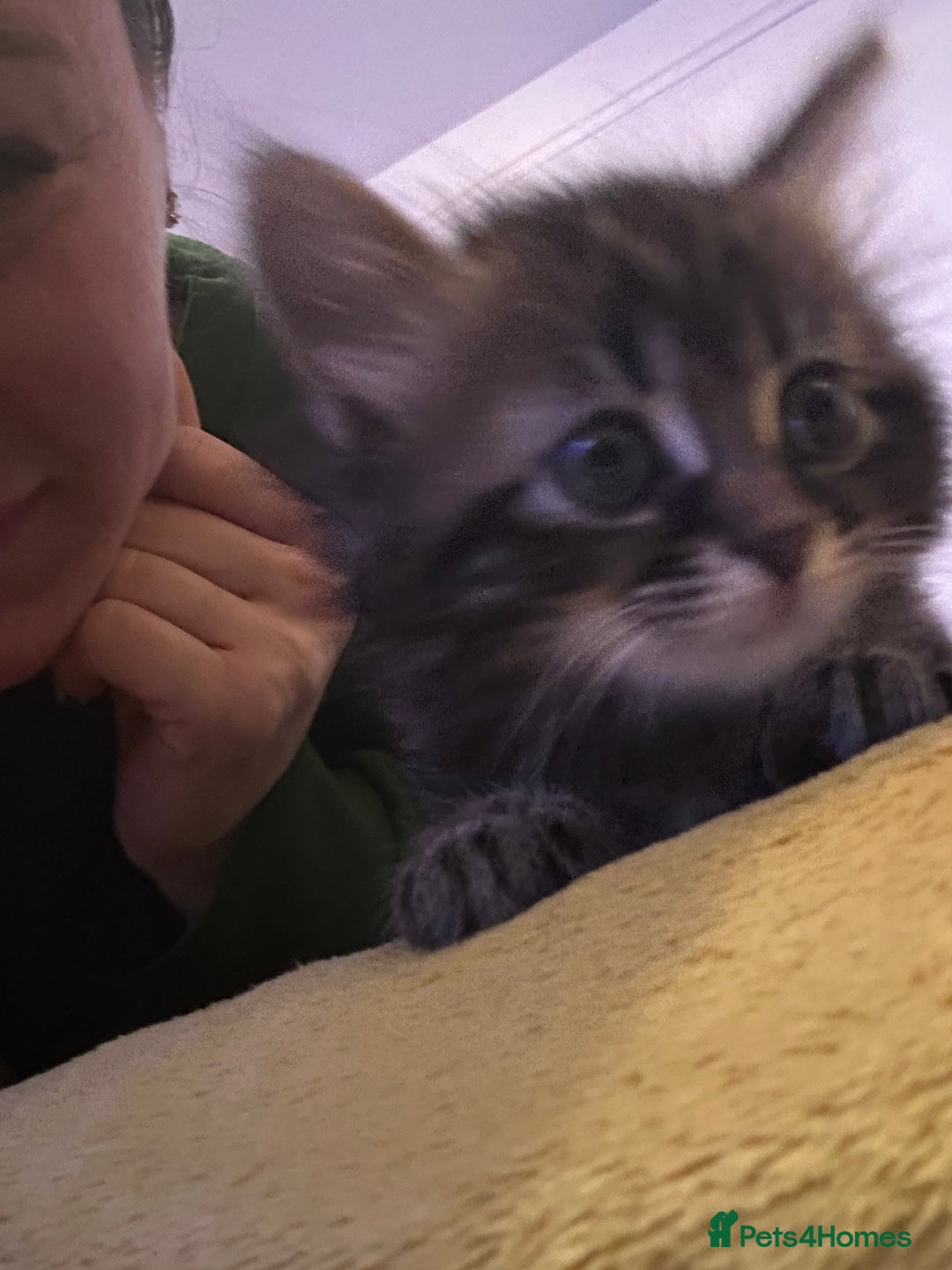 Mixed Breed cats for sale: Ragdoll Cross Kittens, 2 boys 1 girl - Advert 37