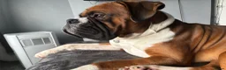 Boxer dogs for stud: Full pedigree boxer dog for stud  - Advert 4