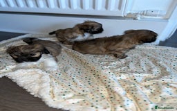 Lhasa Apso dogs for sale: 3 fluffy puppies  - Image 1
