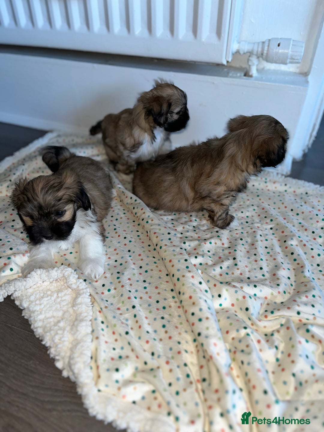 Lhasa Apso dogs for sale: 3 fluffy puppies  - Image 1